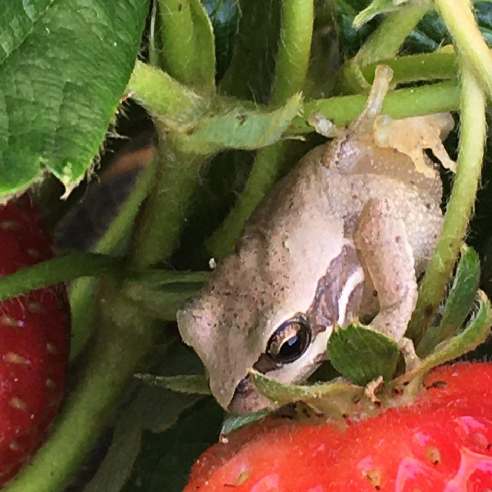 Wild Dog Natural Produce